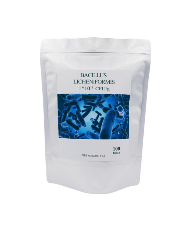 BACILLUS LICHENIFORMIS KHỬ KHÍ ĐỘC – SẠCH ĐÁY AO