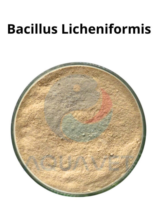 BACILLUS LICHENIFORMIS KHỬ KHÍ ĐỘC – SẠCH ĐÁY AO
